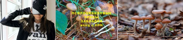 ПСИЛОЦИБИНОВЫЕ ГРИБЫ Аркадак